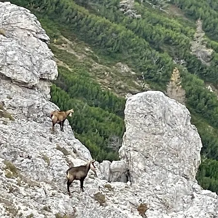 Watzmann Апартаменты *